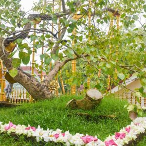 Jaya Sri Maha Bodhi - ජය ශ්‍රී මහ බෝධිය​